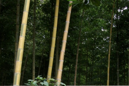 f:id:fujitam3:20081004214605j:image