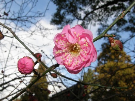 f:id:fujitam3:20090104142430j:image
