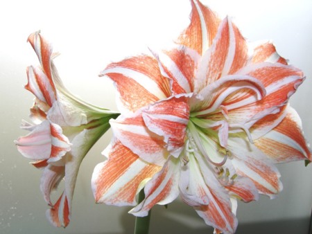 f:id:fujitam3:20090111112916j:image