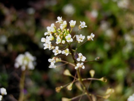 f:id:fujitam3:20090120212617j:image