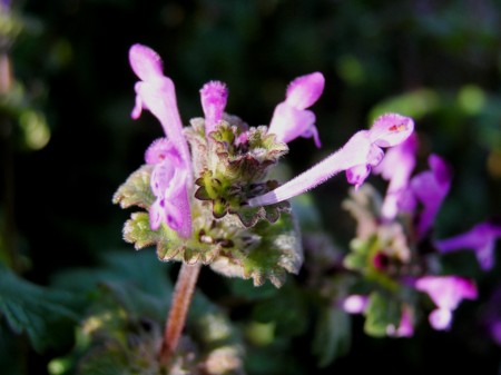 f:id:fujitam3:20090120212618j:image