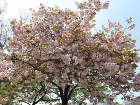 f:id:fujitam3:20100417183410j:image