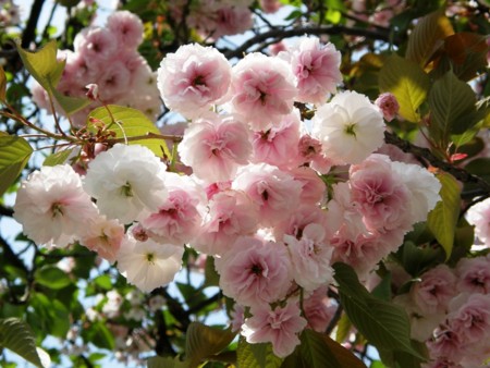 f:id:fujitam3:20100417183411j:image