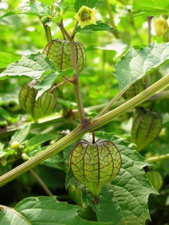 f:id:fujitam3:20101017164225j:image