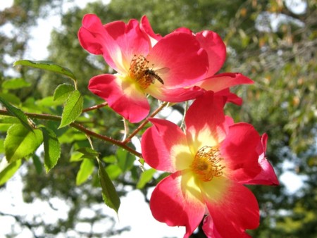 f:id:fujitam3:20101112224221j:image