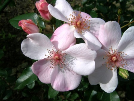 f:id:fujitam3:20101112224225j:image