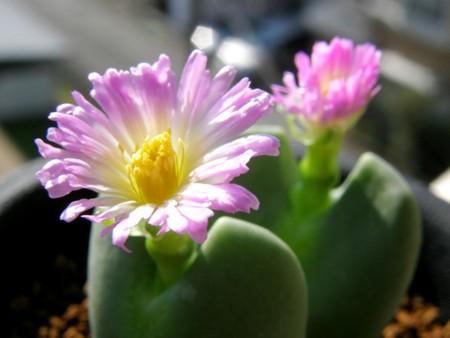 f:id:fujitam3:20101121111758j:image