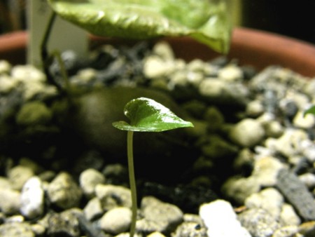 f:id:fujitam3:20101209221339j:image