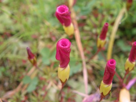 f:id:fujitam3:20101221235215j:image