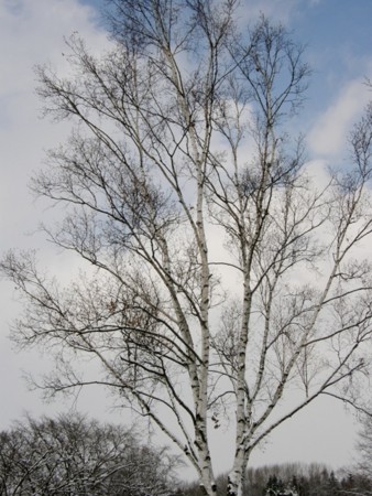 f:id:fujitam3:20101225231858j:image