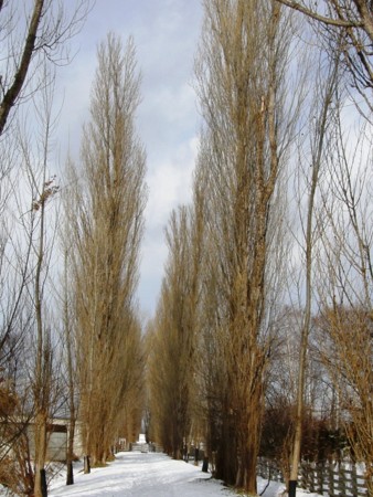 f:id:fujitam3:20101226132758j:image