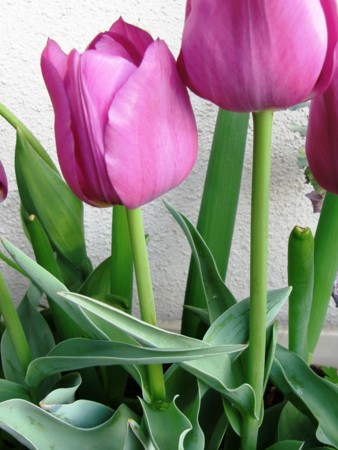 f:id:fujitam3:20110416233340j:image