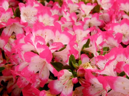f:id:fujitam3:20110501145017j:image