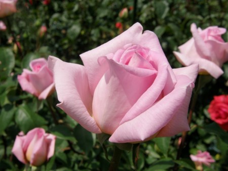 f:id:fujitam3:20110505134642j:image