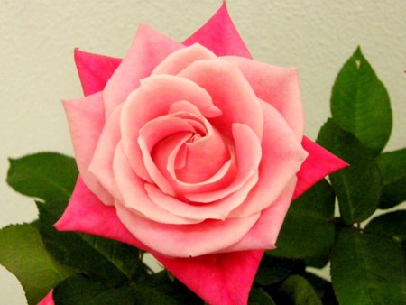 f:id:fujitam3:20110505134643j:image