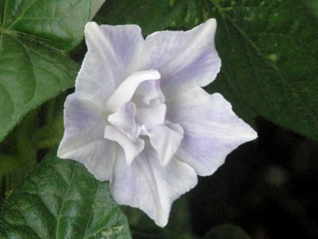f:id:fujitam3:20110915221738j:image