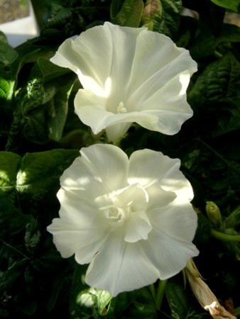 f:id:fujitam3:20110915221741j:image