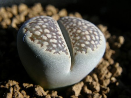 f:id:fujitam3:20111106164146j:image