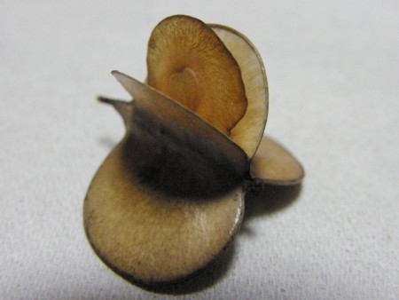 f:id:fujitam3:20111122233409j:image