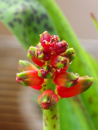 f:id:fujitam3:20120225234642j:image