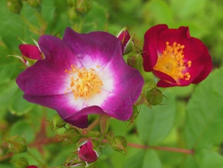 f:id:fujitam3:20120501200406j:image