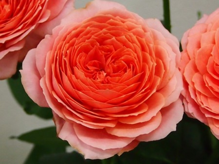 f:id:fujitam3:20120503205712j:image