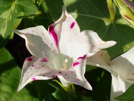 f:id:fujitam3:20120715090604j:image