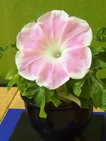 f:id:fujitam3:20120728224033j:image