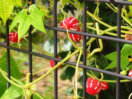 f:id:fujitam3:20120909131735j:image