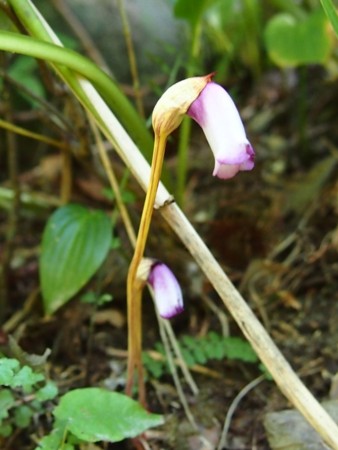 f:id:fujitam3:20120930121404j:image