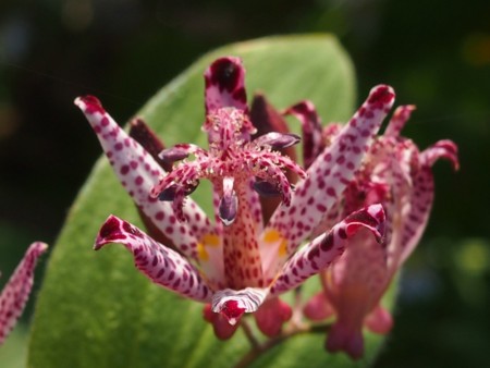 f:id:fujitam3:20121101201117j:image