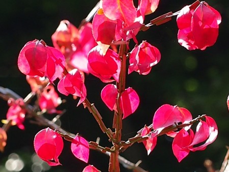 f:id:fujitam3:20121103091110j:image