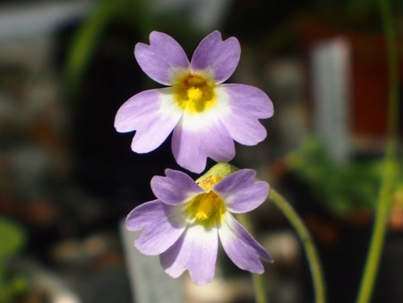 f:id:fujitam3:20130429131155j:image