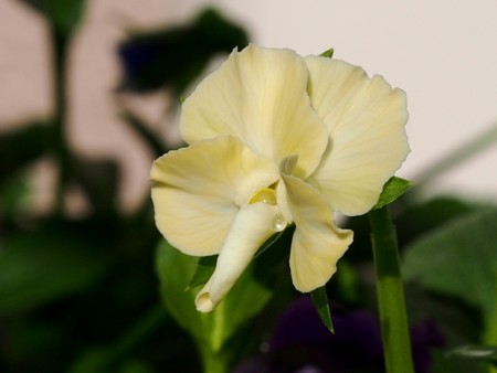 f:id:fujitam3:20131116101115j:image