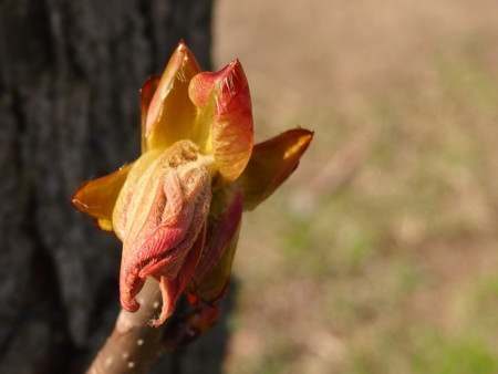 f:id:fujitam3:20140416235750j:image