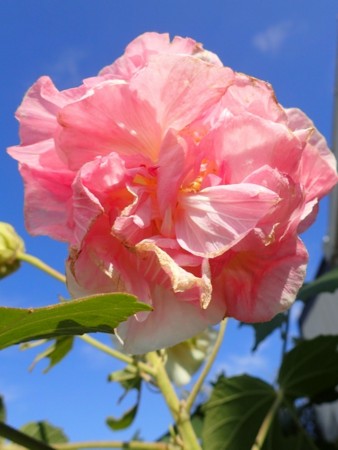 f:id:fujitam3:20141024232639j:image