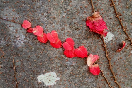 f:id:fujitam3:20141207125628j:image