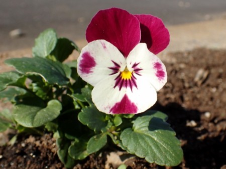 f:id:fujitam3:20141207130104j:image