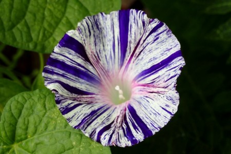 f:id:fujitam3:20150718081200j:image