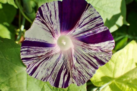 f:id:fujitam3:20150719061923j:image