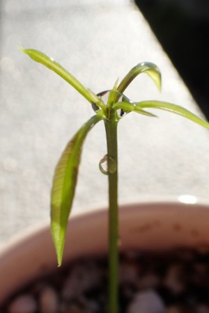 f:id:fujitam3:20150722065641j:image