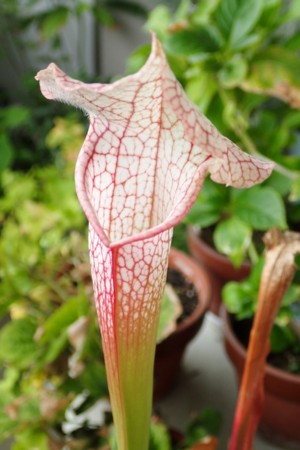 く*い様 食虫植物 サラセニア ももいろといき 【公式通販】