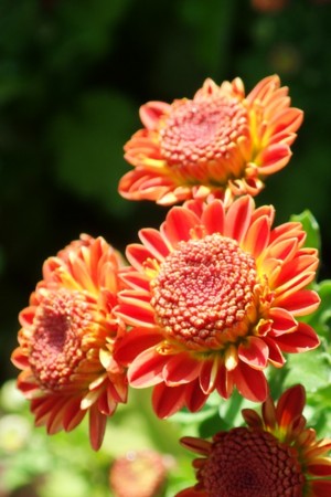 f:id:fujitam3:20151025001621j:image