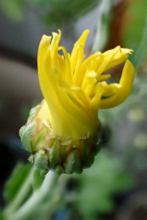 f:id:fujitam3:20151029220509j:image