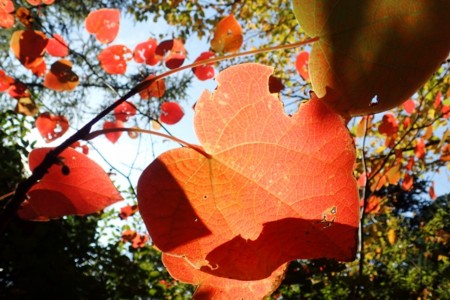 f:id:fujitam3:20151101130228j:image