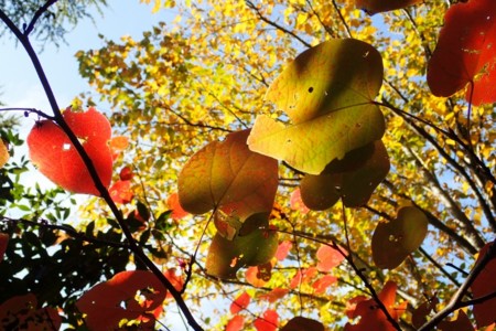 f:id:fujitam3:20151101130229j:image