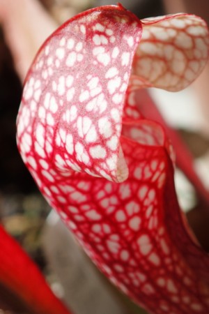 f:id:fujitam3:20151106213257j:image