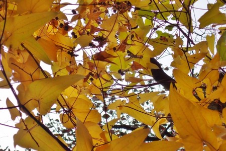 f:id:fujitam3:20151110232303j:image
