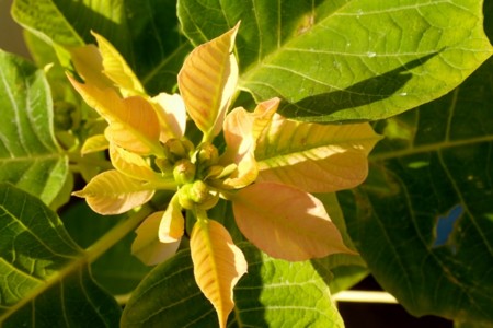 f:id:fujitam3:20151221223107j:image