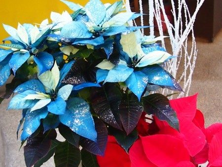 f:id:fujitam3:20151221223108j:image